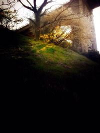 Low angle view of trees against sky