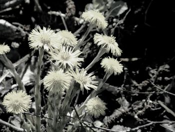 Close-up of flowers