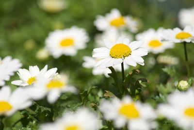 Close-up of white daisy flowers