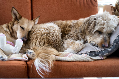 Close-up of dogs sleeping on sofa
