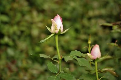 Close-up of pink flowering plant