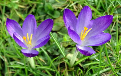 Close-up of purple crocus blooming outdoors