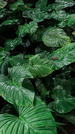 Full frame shot of green leaves