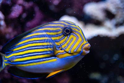 Close-up of fish swimming in sea