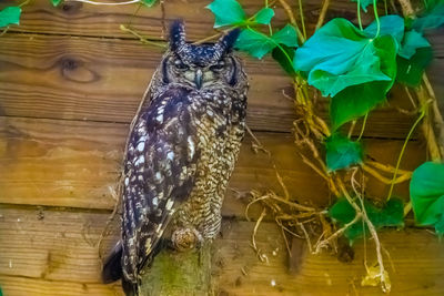 Close-up of birds perching on wood