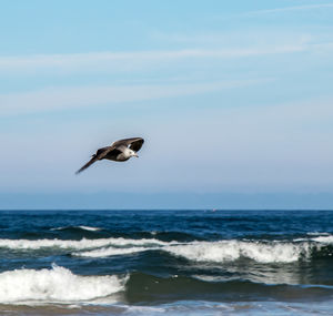 Bird flying over sea against sky