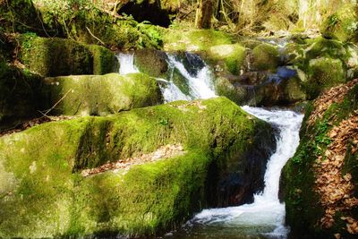 Scenic view of waterfall in forest