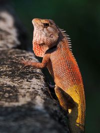 Close-up of a lizard on rock