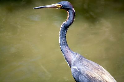 Bird in water