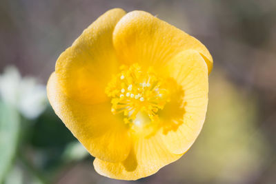 Close-up of yellow flowering plant