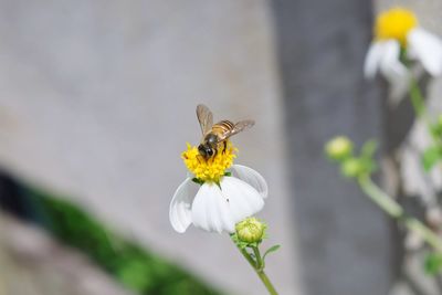 Close-up of bee pollinating on flower