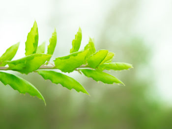 Close-up of fresh green plant