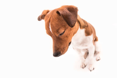 Close-up of a dog over white background