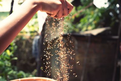 Close-up of woman hand holding plant