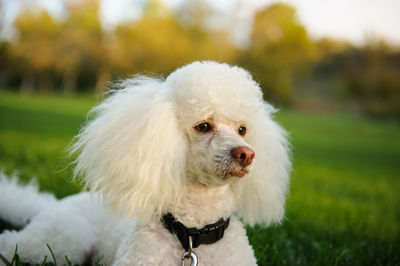 Close-up of dog on field