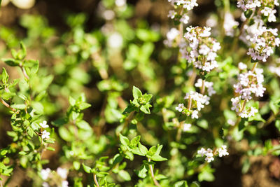 Close-up of flowering plant