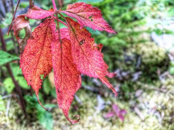 Close-up of red leaves