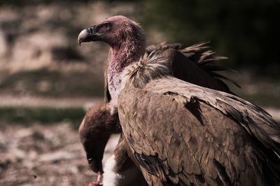 Close-up of a bird