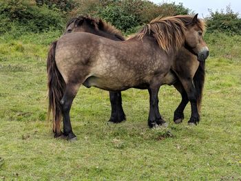 Horses standing in a field