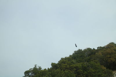 Low angle view of eagle flying against clear sky