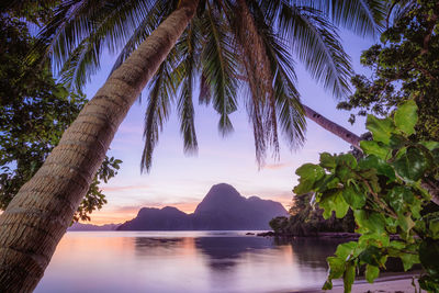 Palm trees by sea against sky