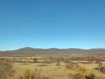 Scenic view of field against clear blue sky