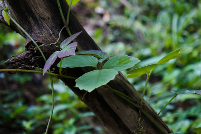 Close-up of leaves on tree trunk in forest