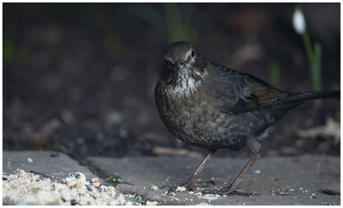 Close-up of bird perching outdoors