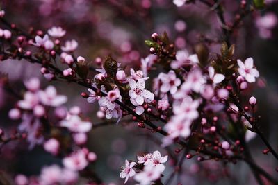 Close-up of pink cherry blossom