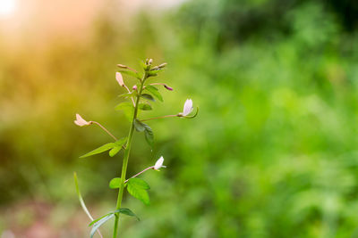 Close-up of flowers blooming outdoors