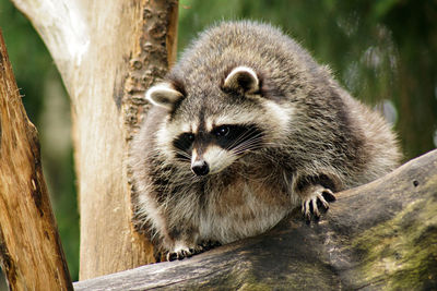 Portrait of raccoon on tree trunk