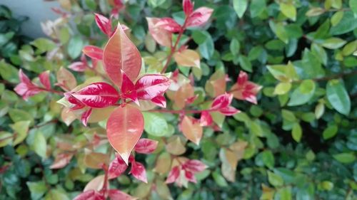 Close-up of red flowers blooming outdoors