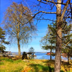 Trees by sea against clear blue sky