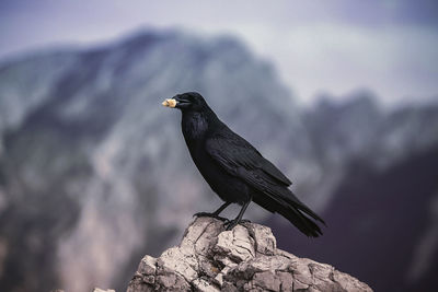 Bird perching on rock