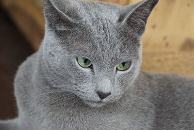 Close-up portrait of a cat