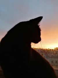 Close-up of silhouette dog against sky during sunset