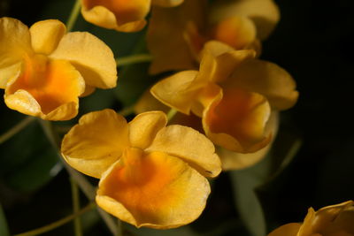 Close-up of yellow flowering plant