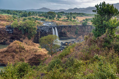 Scenic view of river flowing through forest