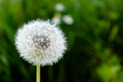 Close-up of dandelion flower