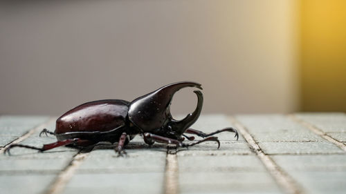 Close-up of insect on table