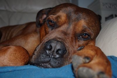 Close-up portrait of dog relaxing at home