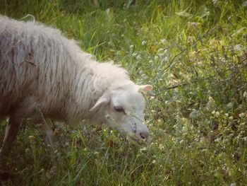 High angle view of sheep on field