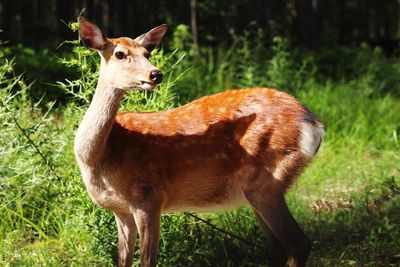 Deer standing on field