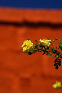 Close-up of red flowering plant