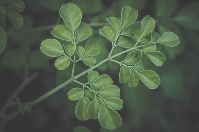 Close-up of green leaves