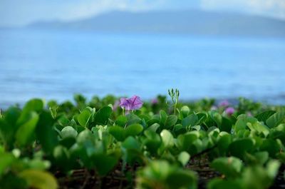 Close-up of plants growing at beach