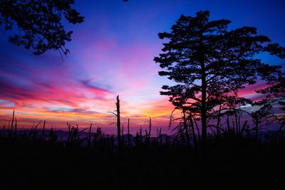 Silhouette trees on field against sky at sunset