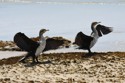 View of birds on beach