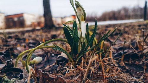 Close-up of flower growing on field