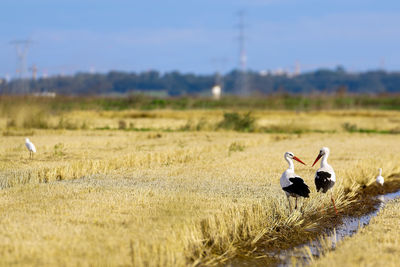 Birds on field